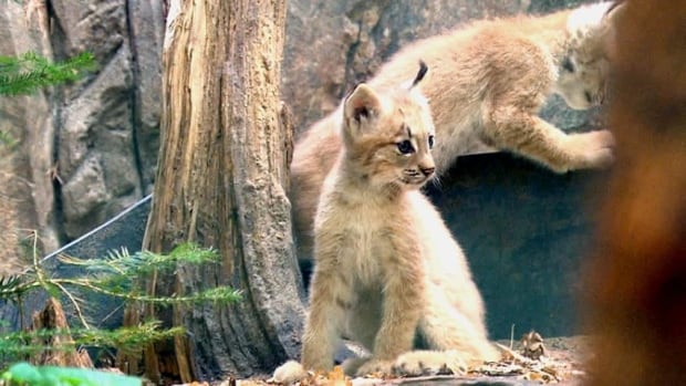 web-lynx-babies