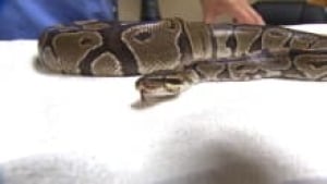 snake-bedford_220x124_1