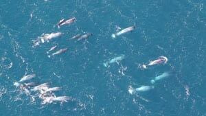 mi-narwhals-yay