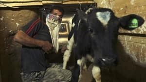 mi-gaza-tunnel-cow-rtr228yk