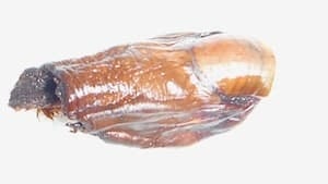 mi-sourtoe