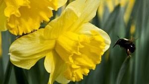 mi-ns-daffodil