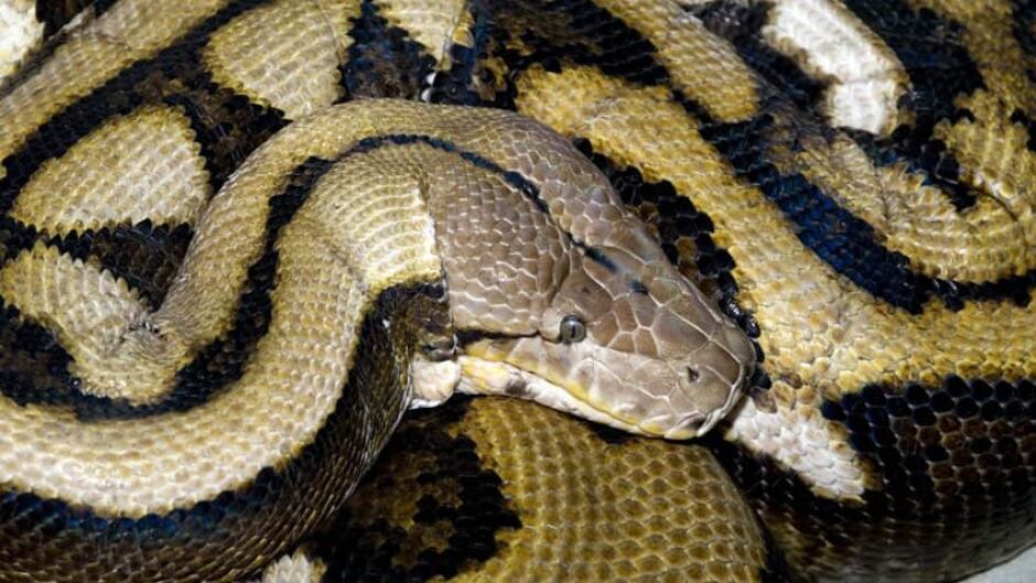 Reticulated Python Pet
