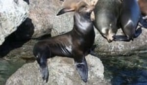 hi-bc-130121-sea-lion-wikimedia-3col