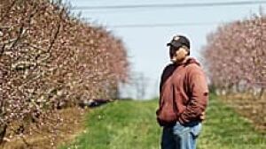 220-stink-bug-farmer-ii