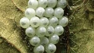 220-stink-bug-eggs-ii