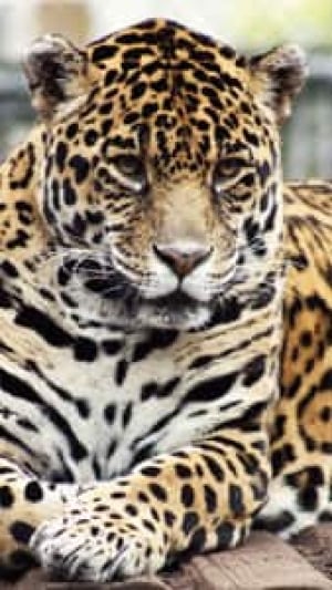nb-morena-jaguar-moncton-zoo