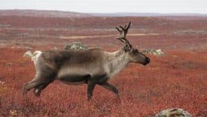 mi-caribou-tundra
