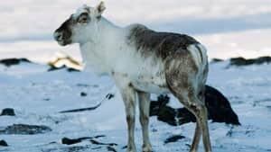 mi-caribou-nunavut-cp6459487