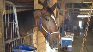 ns-truro-horse-4col