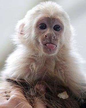 si-bieber-monkey-cp-04227912