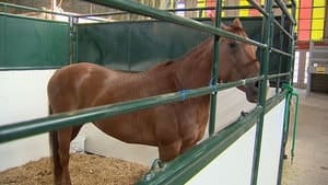 hi-bc-130823-vancouver-pne-horse-4col