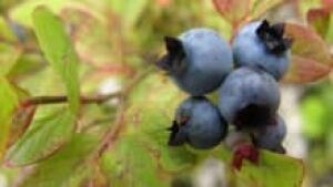 hamilton-blueberries-124