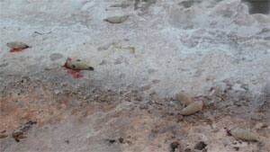 pe-mi-dead-seals