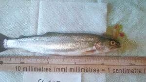 hi-bc-120719-pecine-reovirus-trout-4col