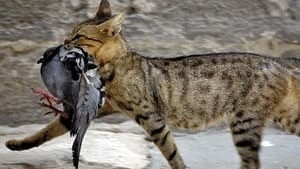 hi-bc-130129-cat-bird-4col