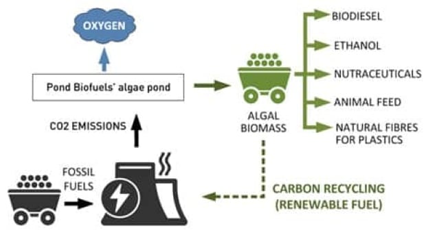 mi-pond-biofuels2-460