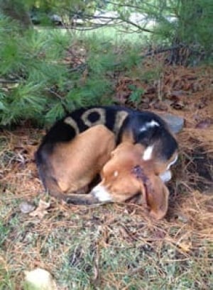 si-220-injured-dog