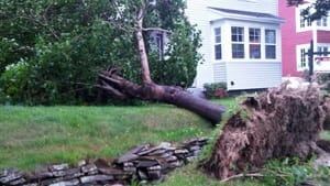 300-leslie-tree-nl-20120911