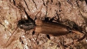 nb-brown-spruce-longhorn-beetle