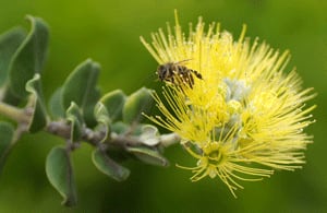 si-lehua-flower