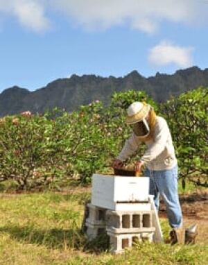 si-martin-bees