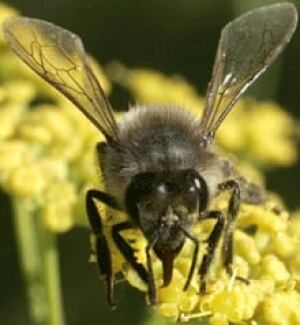 si-bee