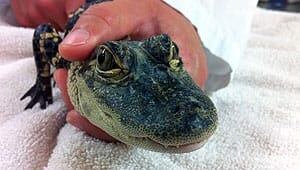 mi-alligator