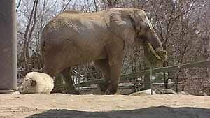 inside-elephants051211