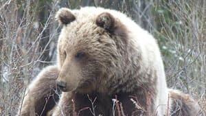 mi-grizzly-shot-tagish-facebook