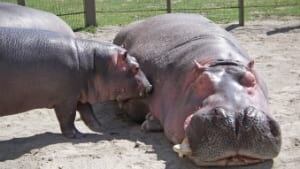 hippopotamus031-169