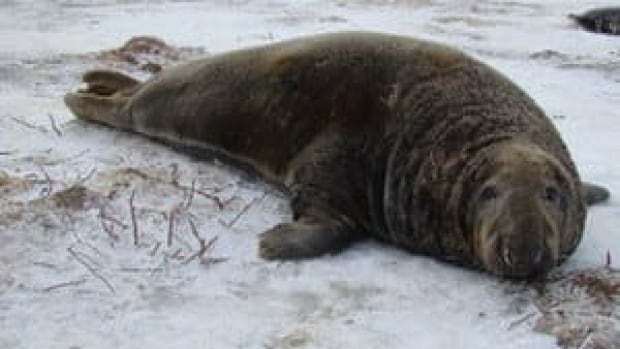 pe-hi-grey-seal-4col