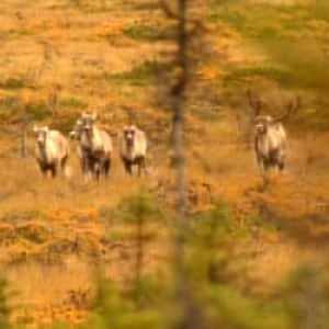 nl-caribou-autumn-file