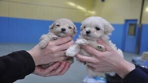 hi-bc-130110-victoria-pups3-4col