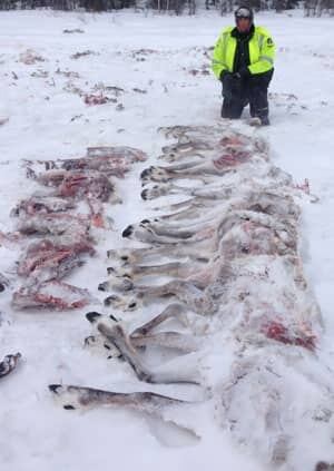 mi-caribou-meat-wastage-enr-may7-2013