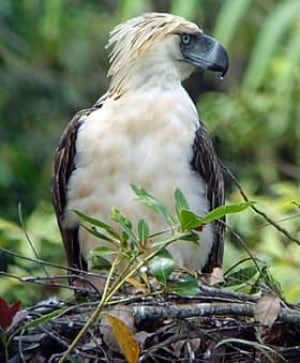 mi-philippine-eagle