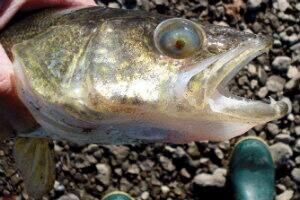 fish-eye---internal