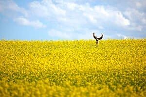 sm-300-canola-01778355