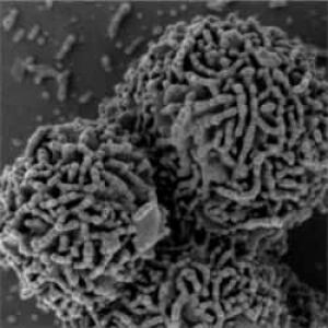sm-250-arctic-bacterium