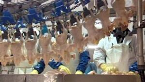 hi-nb-poultry-nadeau
