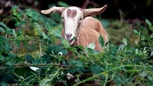 hi-bc-120212-goat-cp-01278769-4col