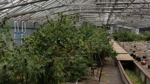 hi-greenhouse-852-4col