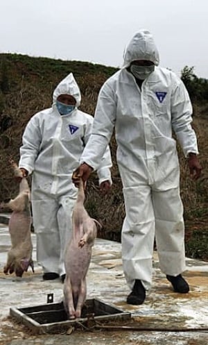 china-pigs-280-04181272