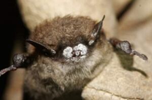 hi-ns-bat-white-nose-syndro