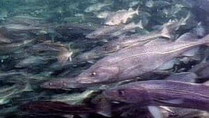 nl-360-cod-fish-stock