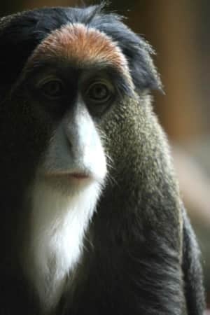 si-monkey-labby
