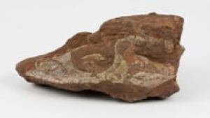 ns-si-fossil-skull-220
