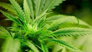 hi-marijuana-plant-cp-96444-4col