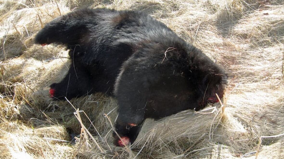 hi-bear-no-head-paws-852.jpg?im=
