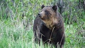 hi-grizzly-1307545-4col